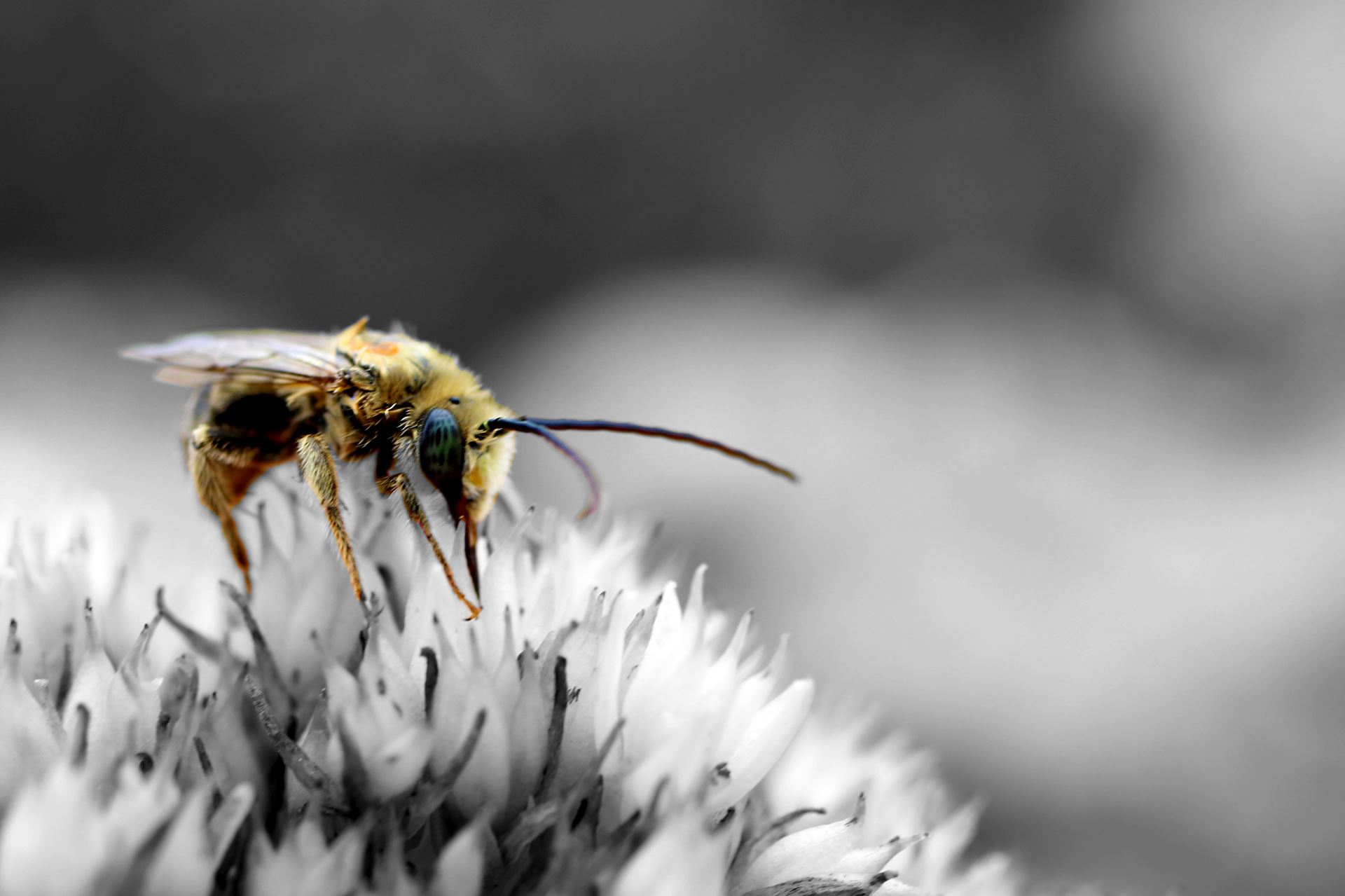 a close up of a flower